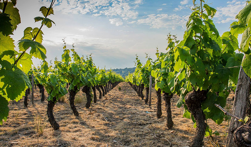 Matt Morgan magicien macon dans les vignes